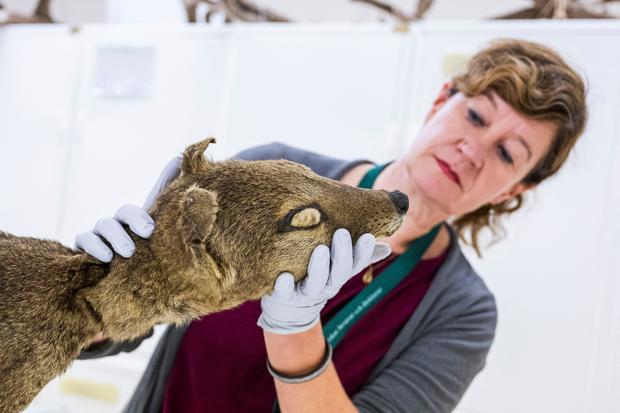 In a first, scientists recover RNA from an extinct species — the Tasmanian tiger