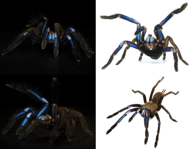 New "electrical" blue tarantula species found in Thailand: "Enchanting phenomenon"