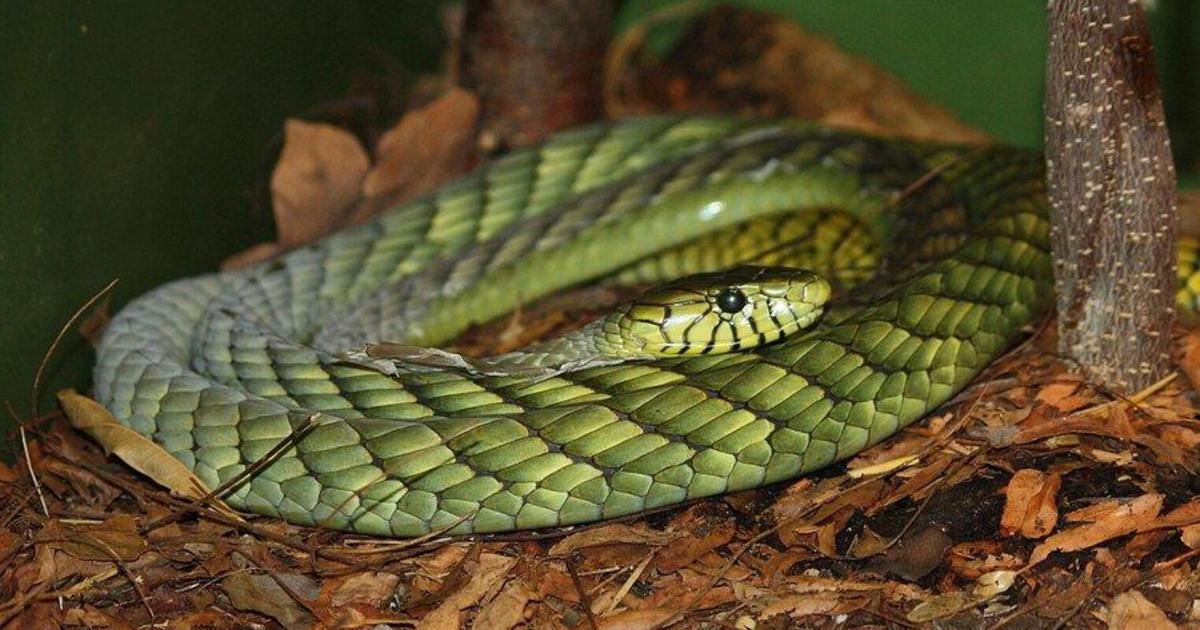 Authorities in the Netherlands are advising citizens to remain indoors following the escape of a highly poisonous green mamba snake.