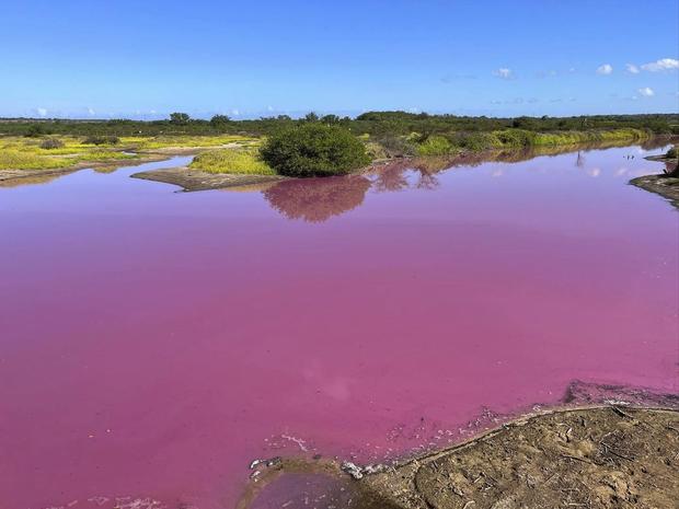 Hawaii wildlife refuge pond mysteriously turns bubble-gum pink. Scientists have identified a likely culprit.