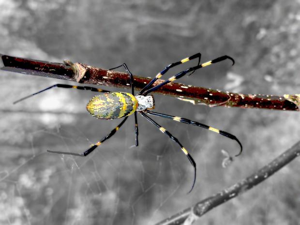 Joro spiders are an invasive species known for parachuting through the air. Here's why you shouldn't fear them.