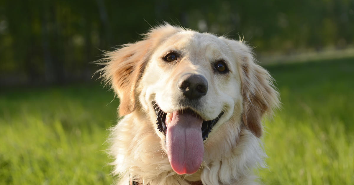 Love dogs? This company says it has the secret to longer life for larger canines.