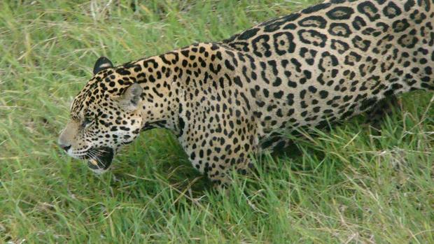 Jaguars: A Trip To Brazil 