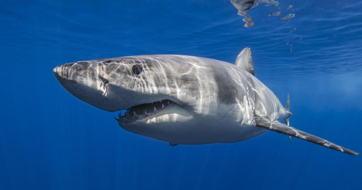 The body of a surfer is unaccounted for following a reported shark attack in Australia.