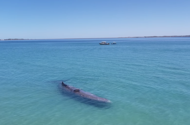Endangered whale filmed swimming with beachgoers dies after stranding on sandbar