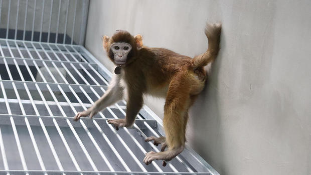 Meet Retro — the first rhesus monkey cloned using a new scientific method