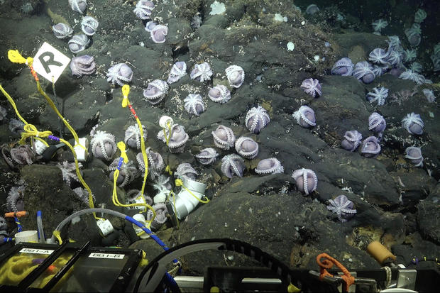 Ocean explorers discover 4 new species of deep-sea octopus, scientists say