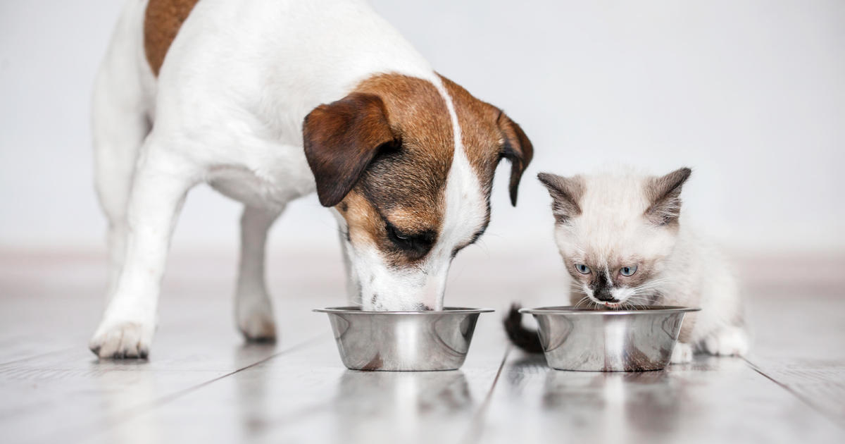 Purina refutes "online rumors," says pet food is safe to feed dogs and cats