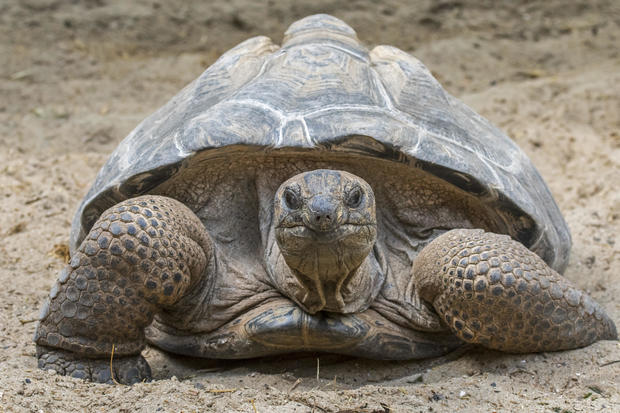 Seven large tortoises were discovered deceased in a forest in the United Kingdom, prompting authorities to request information from the public in order to solve the enigma.
