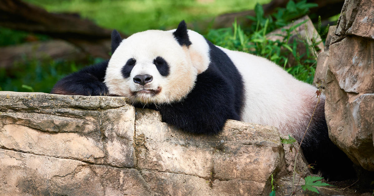 China plans to send a pair of pandas to San Diego Zoo, with the possibility of sending additional pandas to D.C. zoo.
