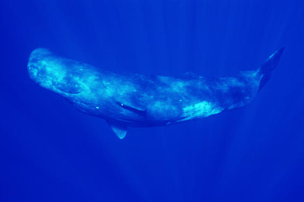 Sperm whale's slow death trapped in maze-like Japanese bay raises alarm over impact of global warming