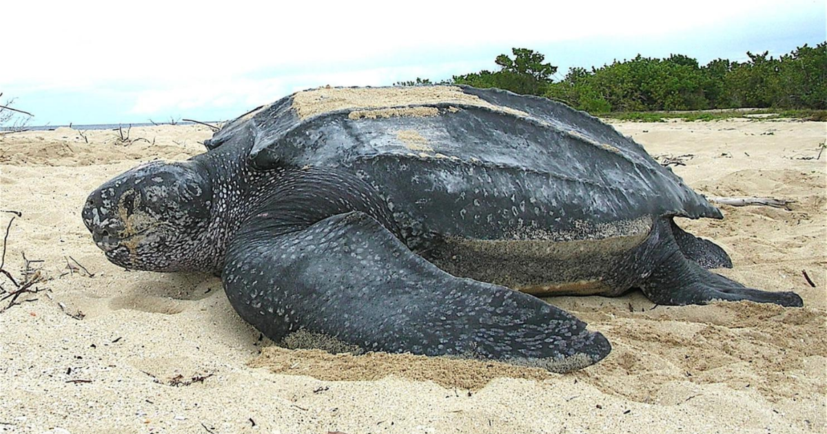 Eight children and one adult have passed away after consuming sea turtle meat in Zanzibar, according to officials.