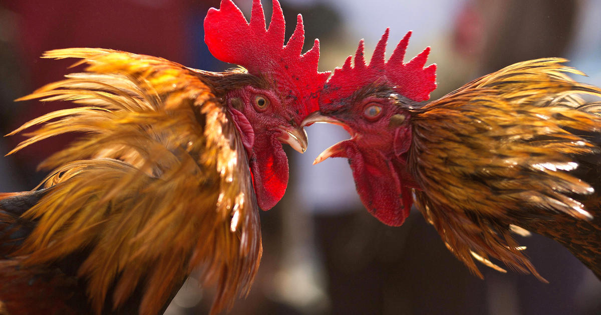 Opponents of cockfighting in Oklahoma are concerned that there is increasing support for loosening the ban on this violent activity in the state.