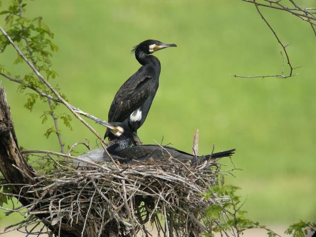 great-cormorant-japan.jpg 