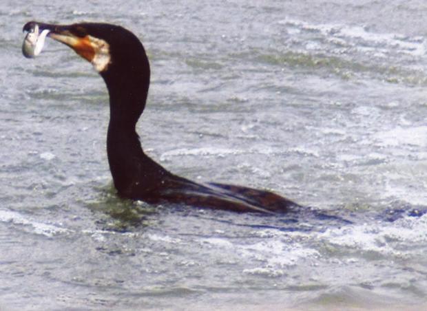 great-cormorant-japan-fishing.jpg 