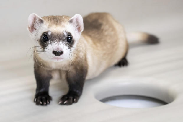 2 more endangered ferrets cloned from animal frozen in the 1980s: "Science takes time"