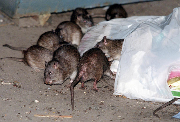 Brown rats used shipping "superhighways" to conquer North American cities, study says