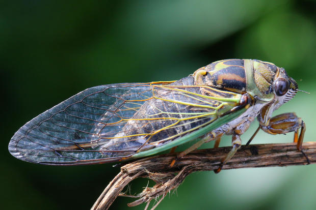 "Cicada-geddon" insect invasion will be biggest bug emergence in centuries