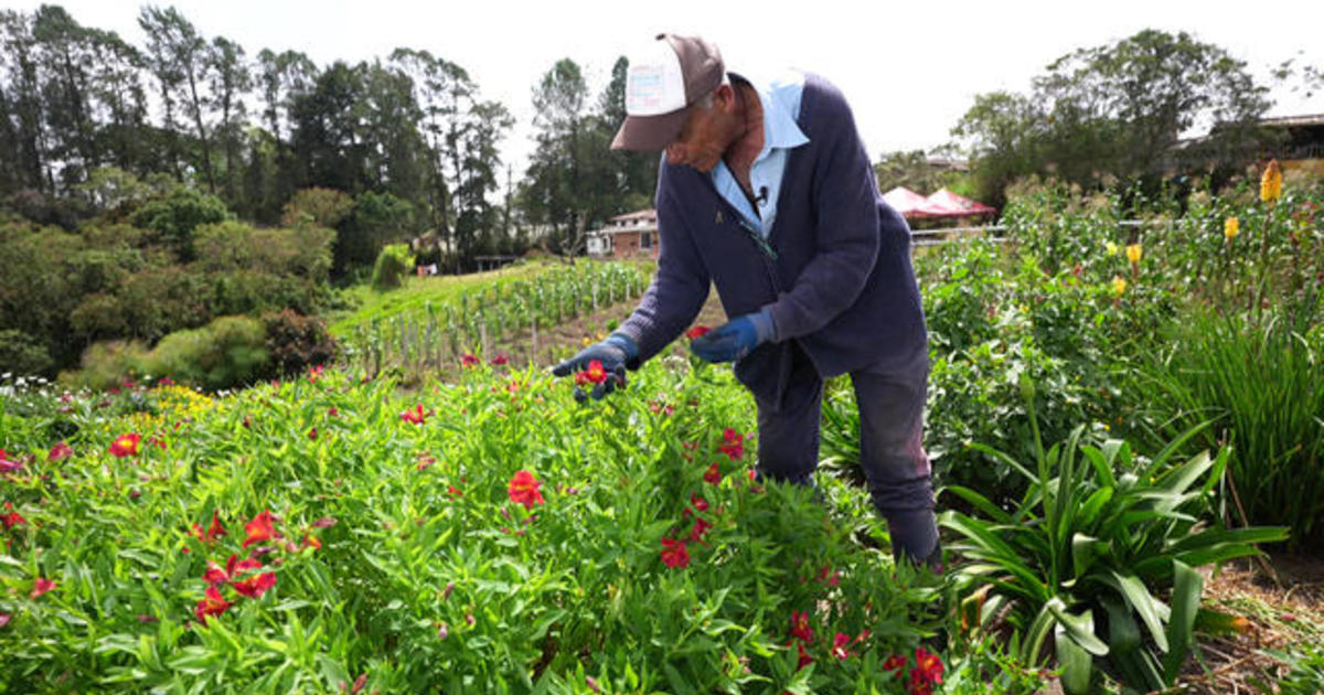 Colombia's blooming bounty of flowers