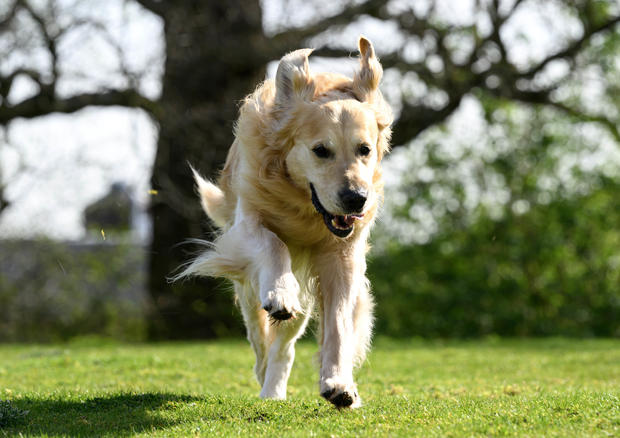 Guide dog nicknamed Dogfather retires after fathering over 300 puppies