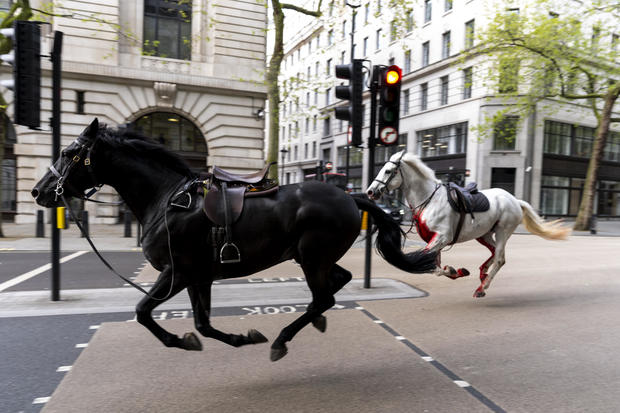 Horses break loose in central London, near Buckingham Palace, injuring several people