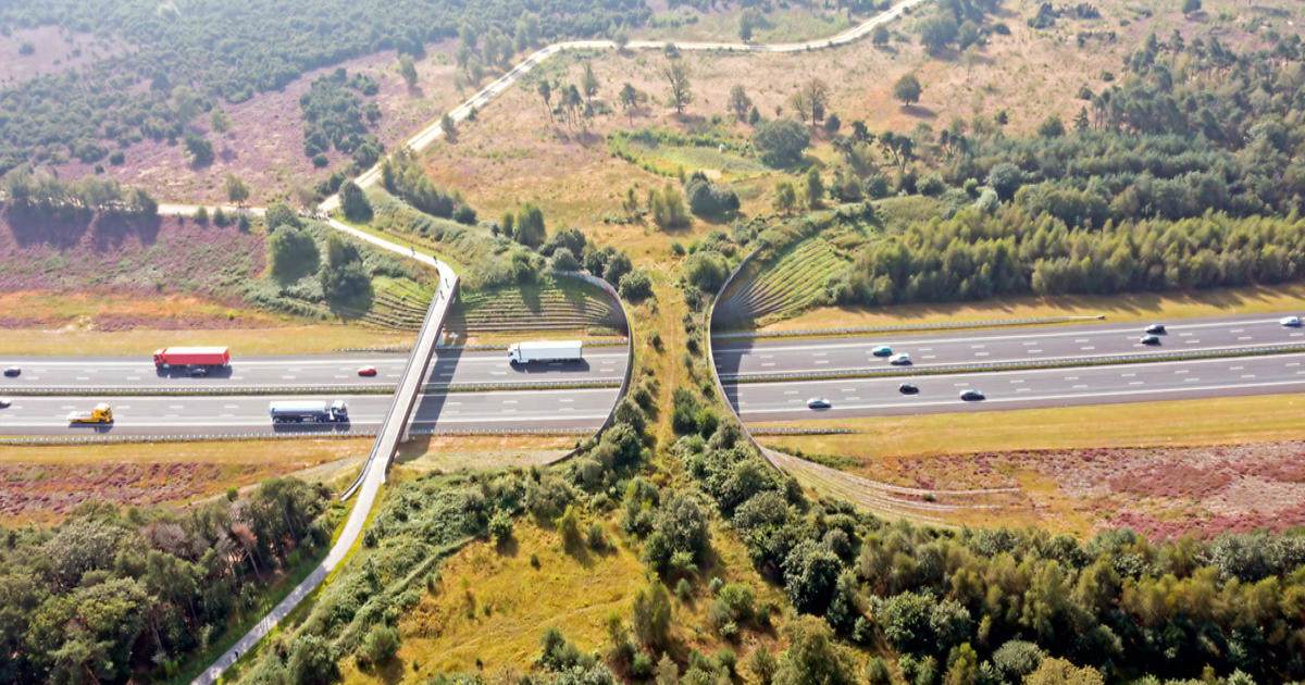 How wildlife crossings protect both animals and people