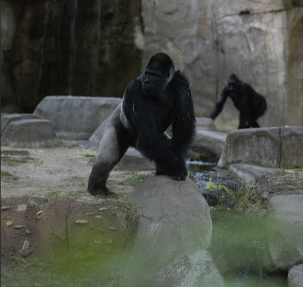 Zoo animals got quiet, exhibited nighttime behavior during total solar eclipse