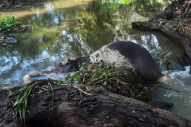 7 young elephants found dead in Sri Lanka amid monsoon flooding