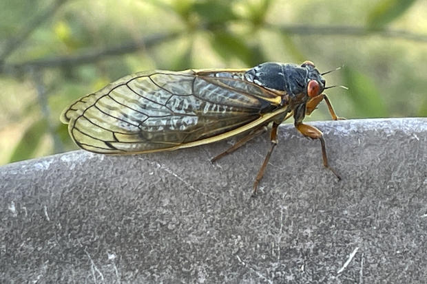 Cicadas pee from trees. And they can urinate a lot, a new study finds.