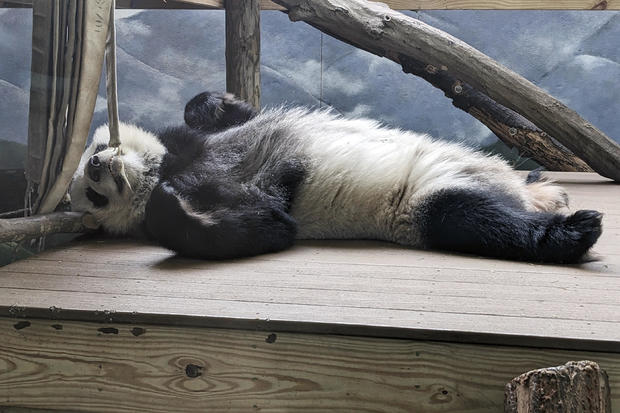 Last pandas in the U.S. have a timetable to fly back to China