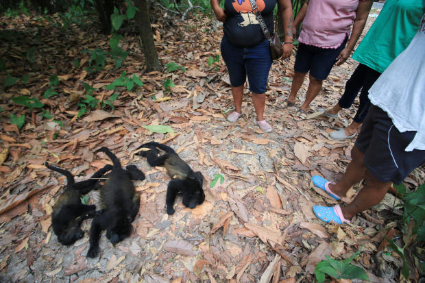 Monkeys are dropping dead from trees in Mexico as a brutal heat wave is linked to "mass deaths"