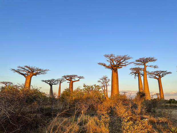 Mysterious origin of the "tree of life" revealed as some of the species is just decades from extinction