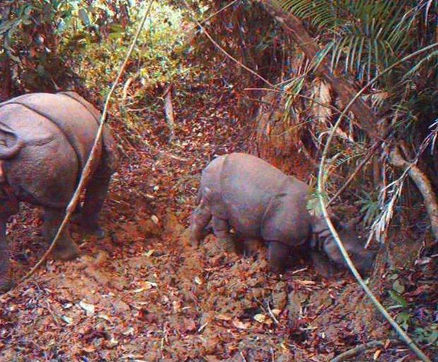 6 suspected poachers arrested over killing of 26 endangered Javan rhinos