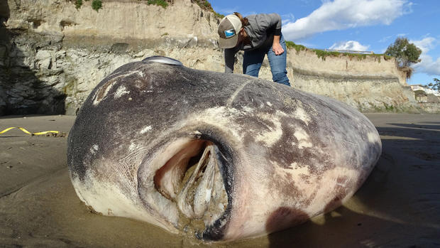 A weird 7-foot fish with a face "only a mother could love" washed ashore in Oregon – and it's rarer than experts thought