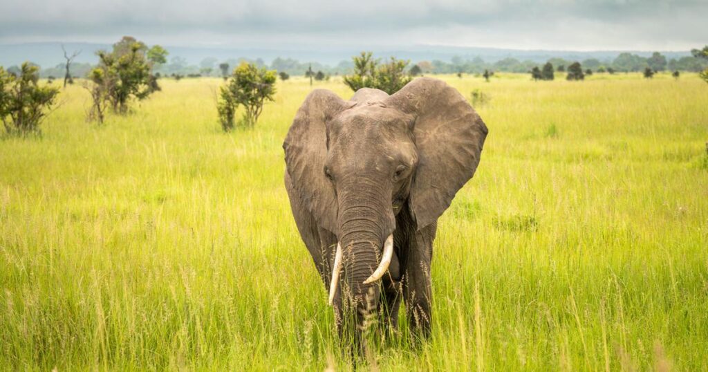 African elephants have individual name-like calls for each other, similar to human names, study finds