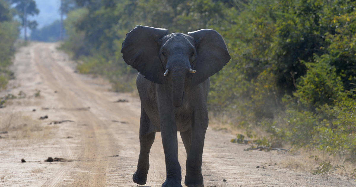 American woman killed by elephant in Zambia, the second such attack this year