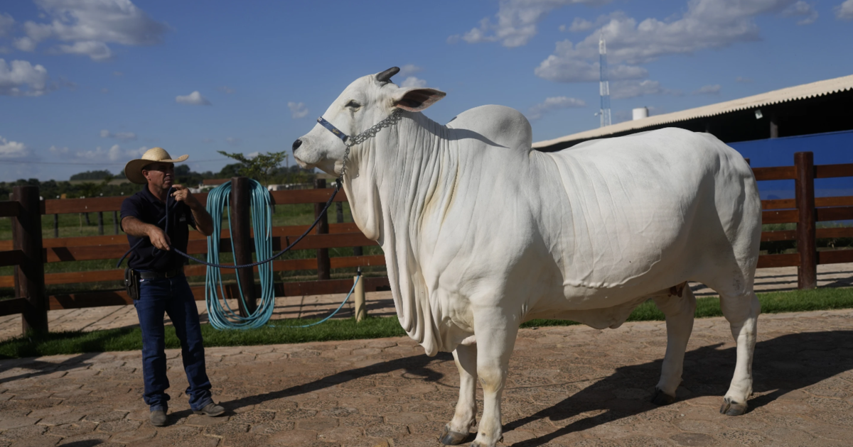 Brazil unveils $4 million supercow, twice as meaty as others of her breed