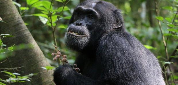 Chimpanzees seek out medicinal plants to treat injuries and illnesses, study finds