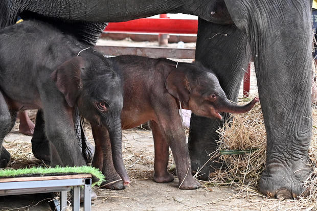 Elephant in Thailand unexpectedly gives birth to rare set of "miracle" twins