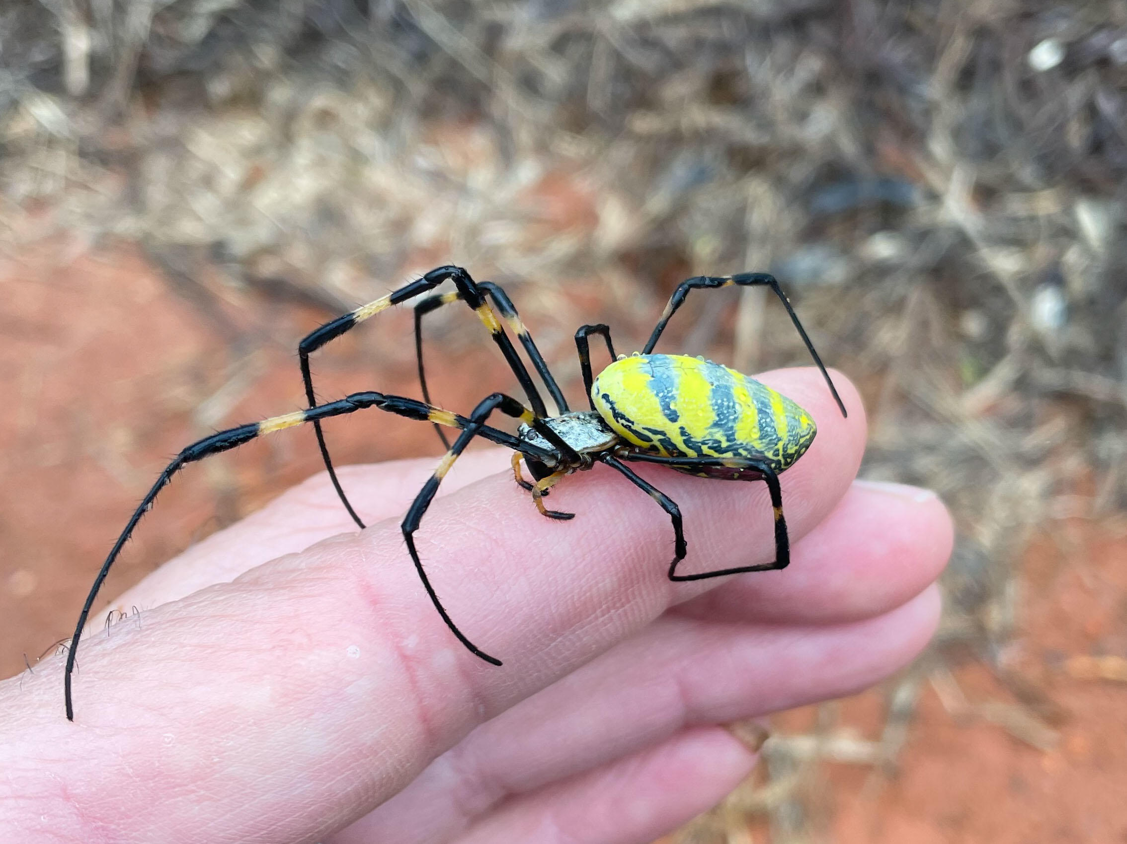 Giant Joro spiders can fly for miles and devour butterflies, but they're also very shy. Here's what to know as they spread.