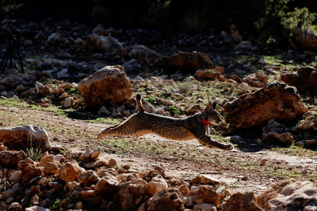 FILE PHOTO: Urki, a male Iberian lynx, a feline in danger of extinction, is released in the Arana mountain range, southern Spain 