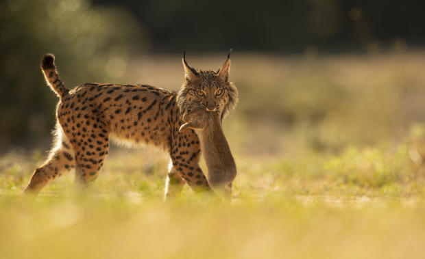 Iberian lynx rebounds from brink of extinction, hailed as the "greatest recovery of a cat species ever achieved"