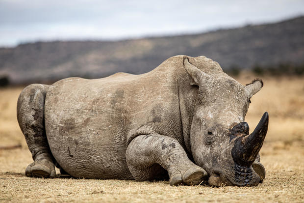 Live rhino horns injected with radioactive material in project aimed at curbing poaching in South Africa