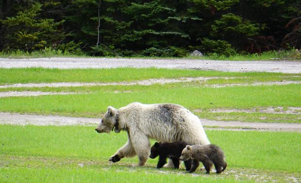 Rare white grizzly bear and her 2 cubs killed hours apart by cars in Canadian park