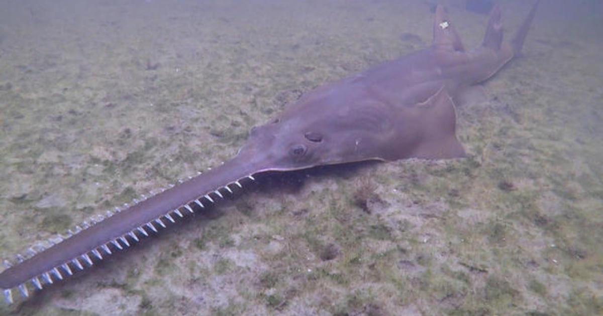 Scientists race to find answers about deaths and illnesses affecting Florida fish