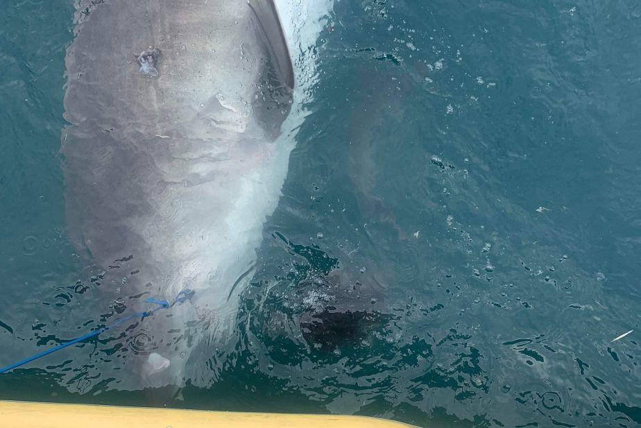 Shark spits out spiky land-loving creature in front of shocked scientists in Australia