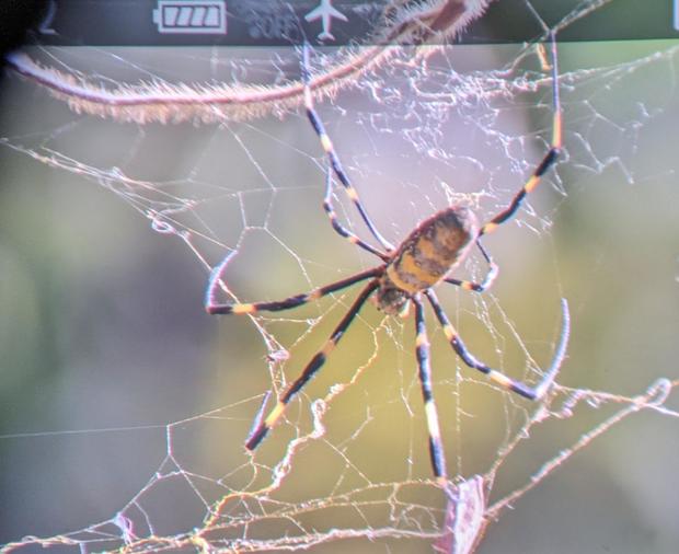 The Joro spiders are coming – and these photos from people along the East Coast show what you can expect