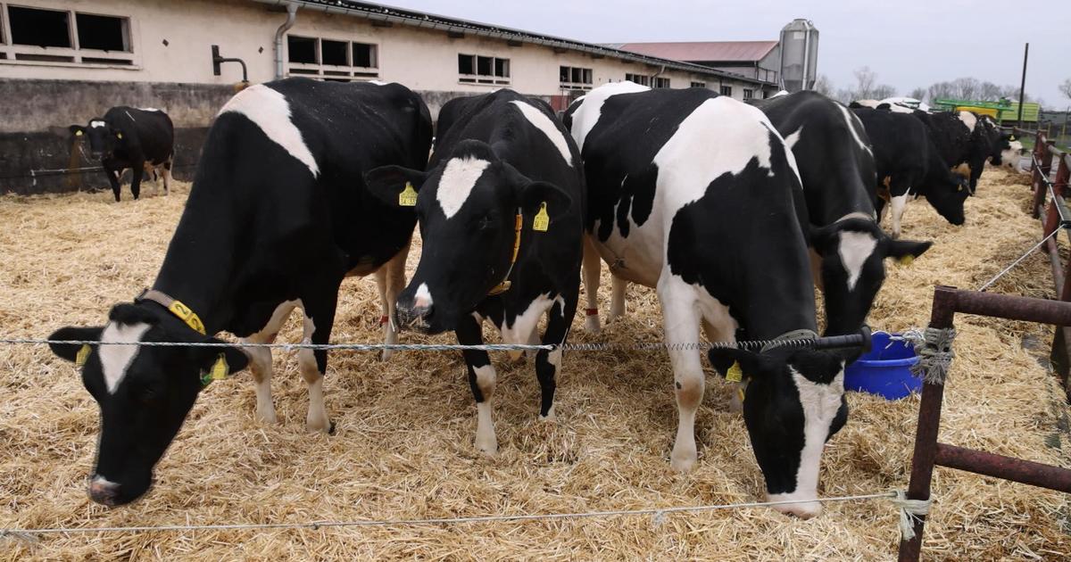 Third human case of bird flu tied to dairy cattle outbreak