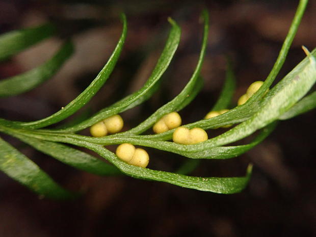 Tiny fern breaks world record for largest genome on Earth — with DNA stretching taller than the Statue of Liberty