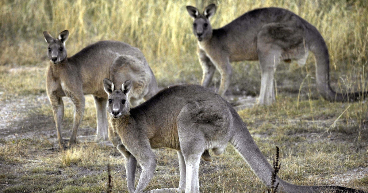 65 kangaroos found dead in Australia, triggering criminal investigation: "The worst thing I've seen"